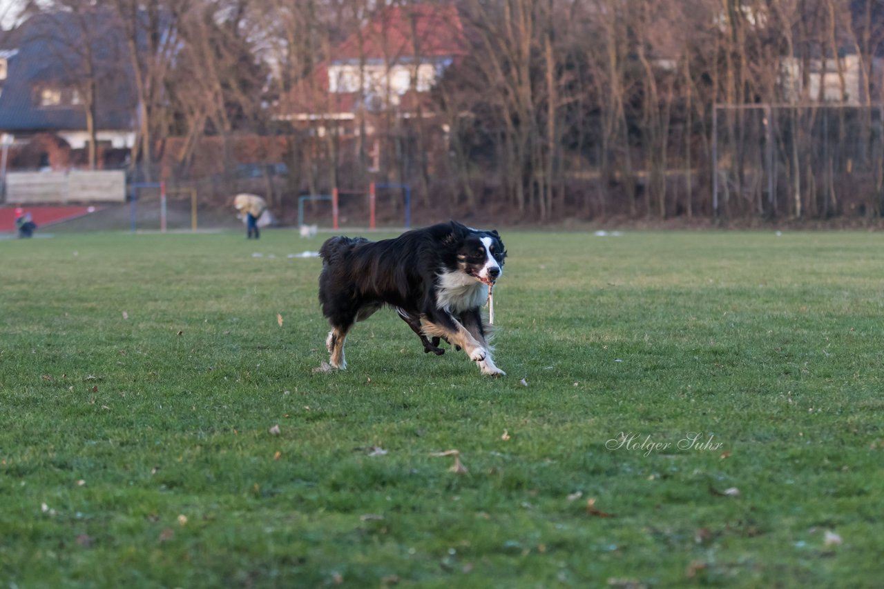 Bild 49 - Hundeshooting